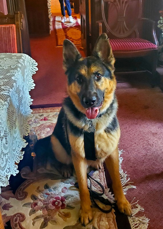 Service dog actor, Little Chief poses for the camera in between scenes. 